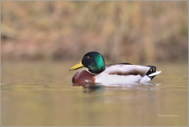 <p>KACHNA DIVOKÁ (Anas platyrhynchos) /Mallard - Stockente/</p>